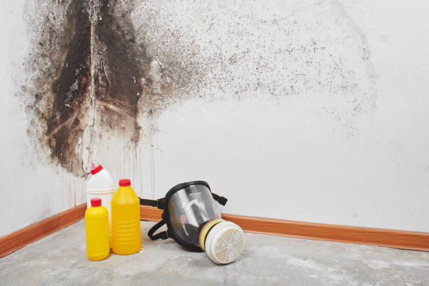 Best Attic Mold Removal  in Carteret, NJ