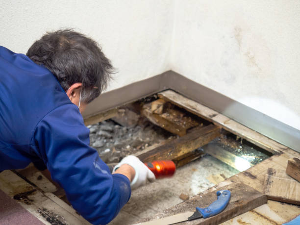 Best Best Mold Removal Companies  in Carteret, NJ
