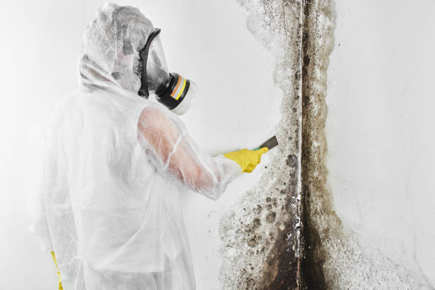 Best Emergency Mold Removal  in Carteret, NJ