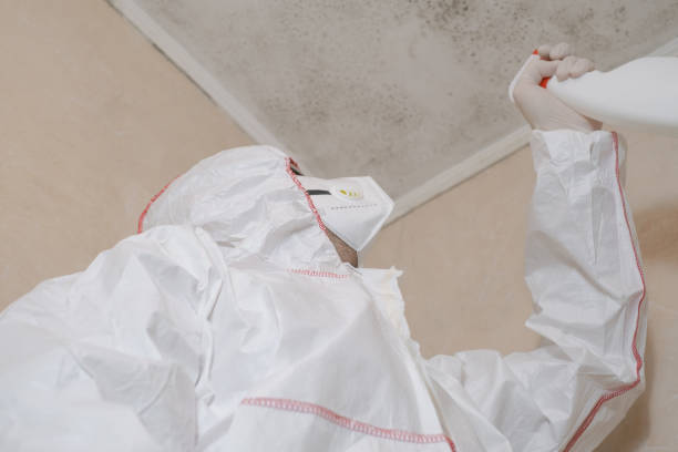 Best Local Mold Removal Service  in Carteret, NJ