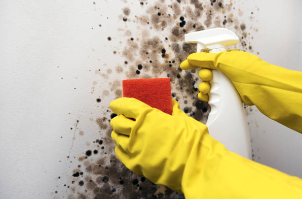 Best Mold Cleaning Services  in Carteret, NJ