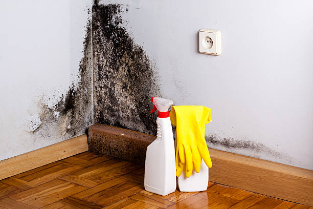 Best Certified Mold Removal  in Carteret, NJ