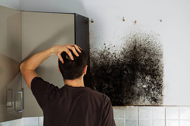 Best Home Mold Removal  in Carteret, NJ